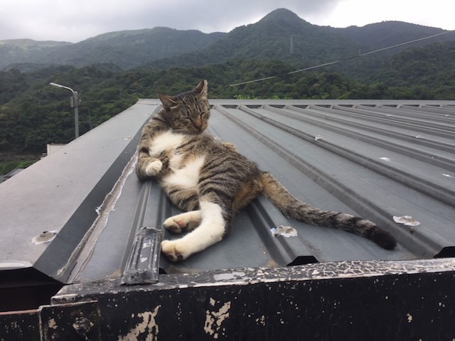 台湾の猫村 平渓線の猴硐 ホウトン 駅を観光 徹底ガイド 行き方 運賃 所要時間の解説 ミニマルトリップ