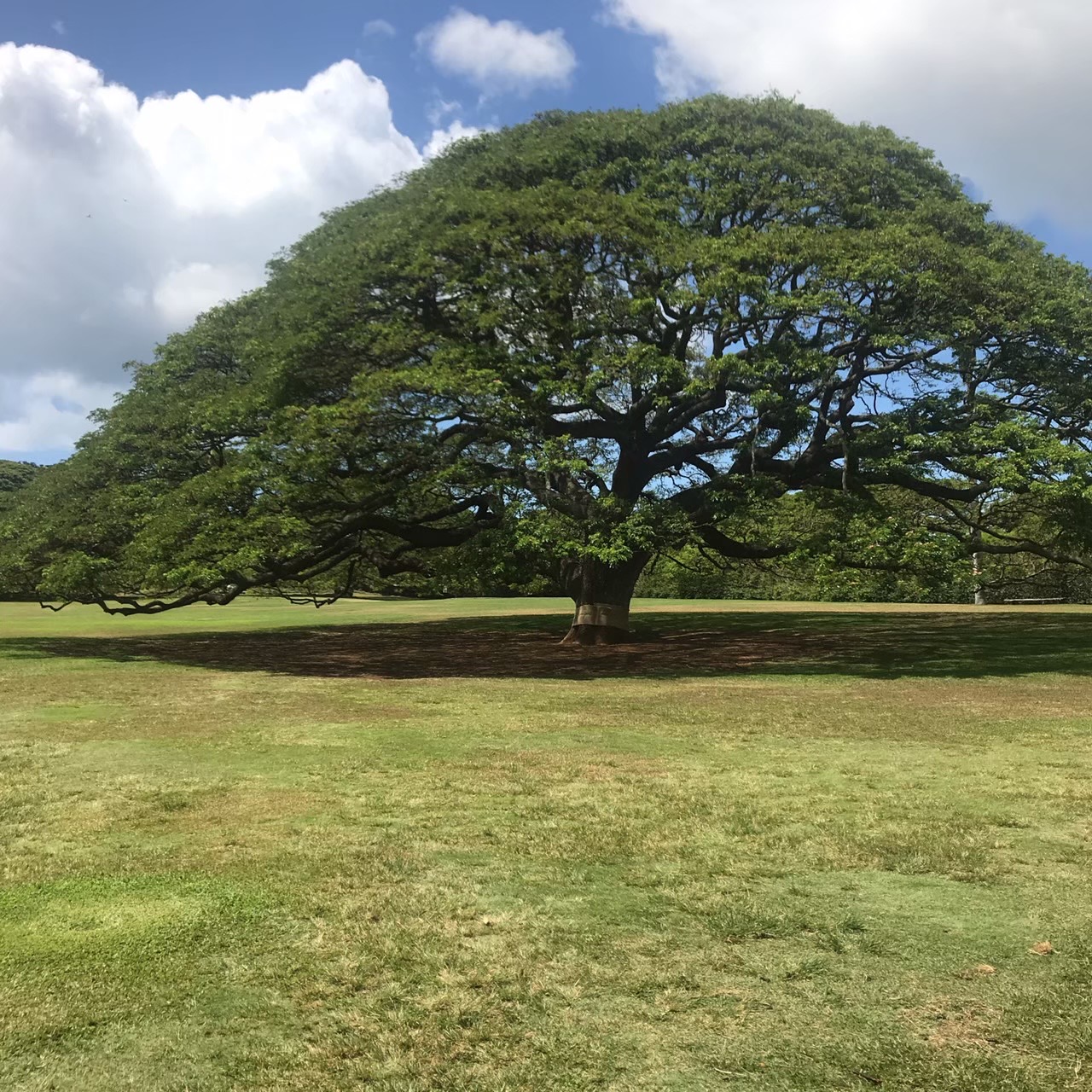 ハワイおすすめ観光スポット モアナルアガーデン 日立 この木なんの木